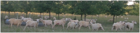 Silvopastoreo con ovejas (VIVERO ANJU)