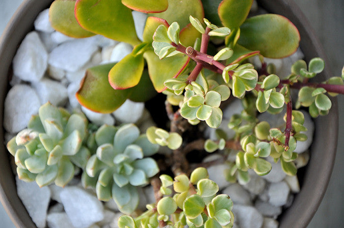 Succulent Centerpieces