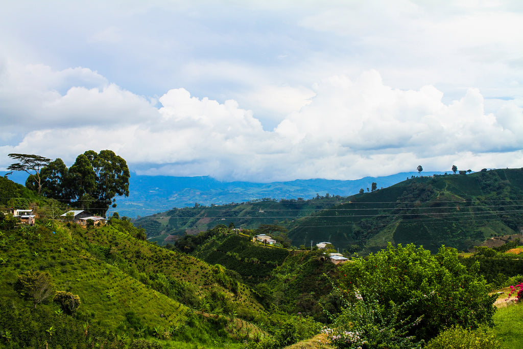 colombia landscape cofinet