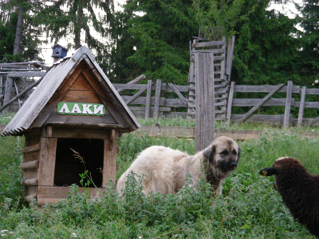 lajka-i-ovca-jezdici