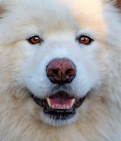 samojed-sasha-riess