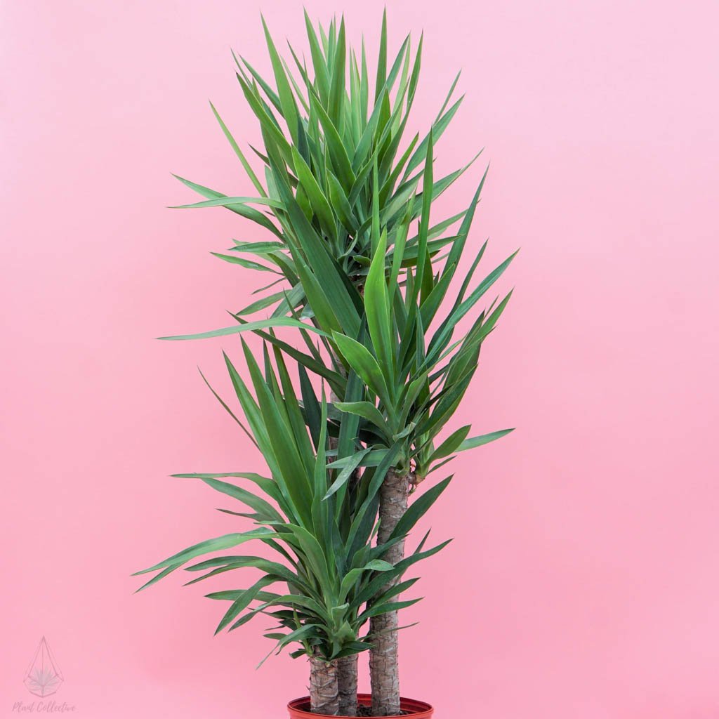 Buy house plants online in Canada