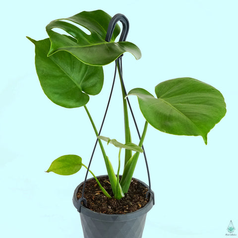 Buy house plants online in Canada