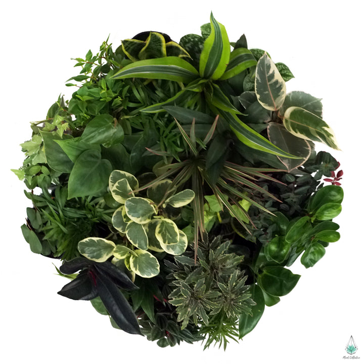 Buy House Plants Online in Canada Plant Collective