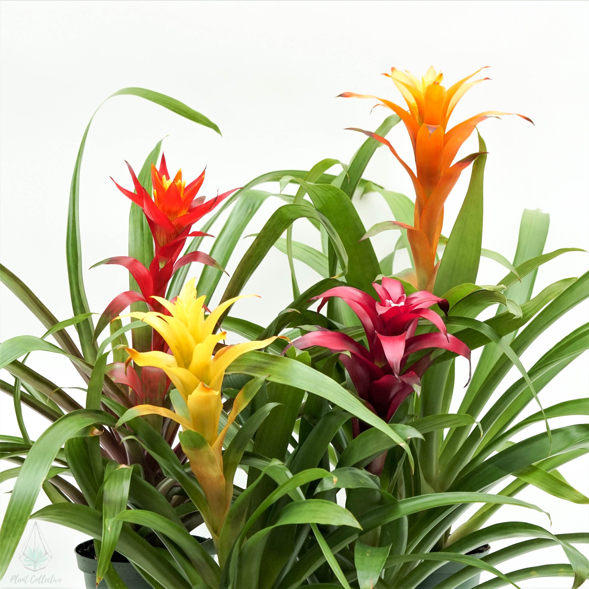 Guzmania Bromeliad– Plant Collective