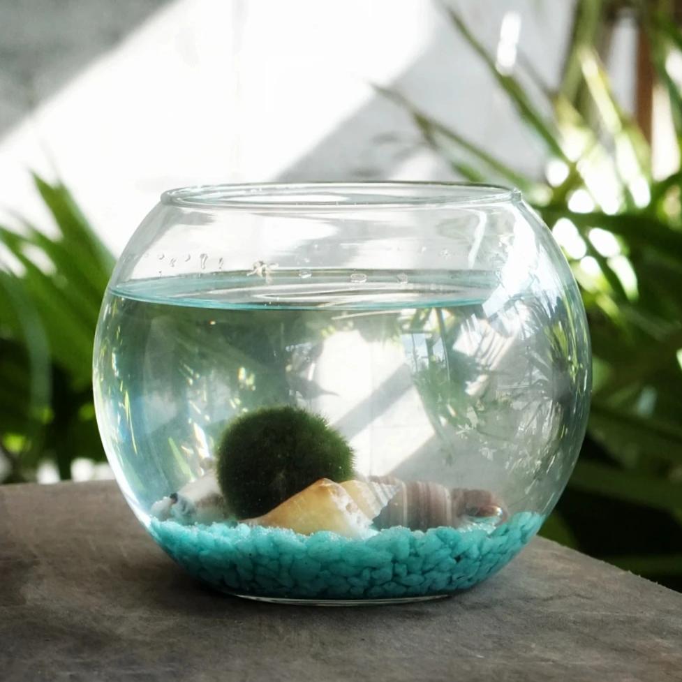 Marimo Moss Ball DIY Terrarium Kit - Fishbowl– Plant Collective