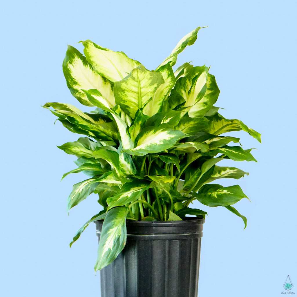 Dieffenbachia "Camille" - Plant Collective product image