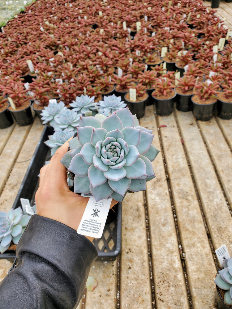 'Echeveria Essentials' Bundle - 5 pack