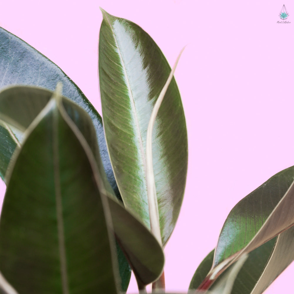 Rubber Plant (Ficus Elastica)