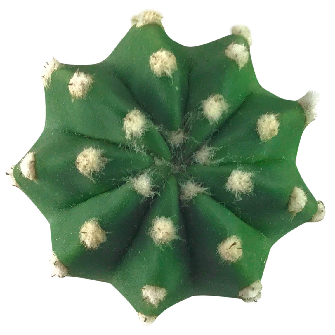 domino cactus