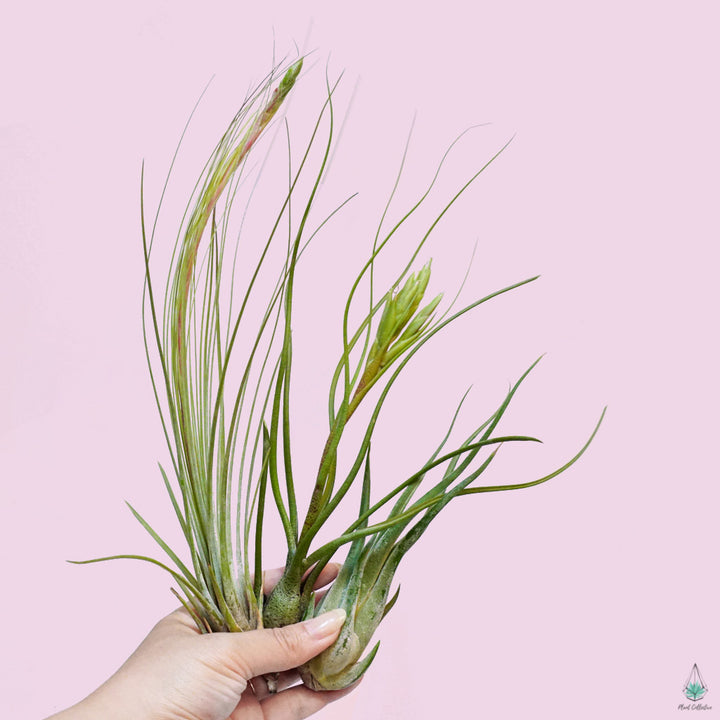 Buy Air Plants Online in Canada Plant Collective