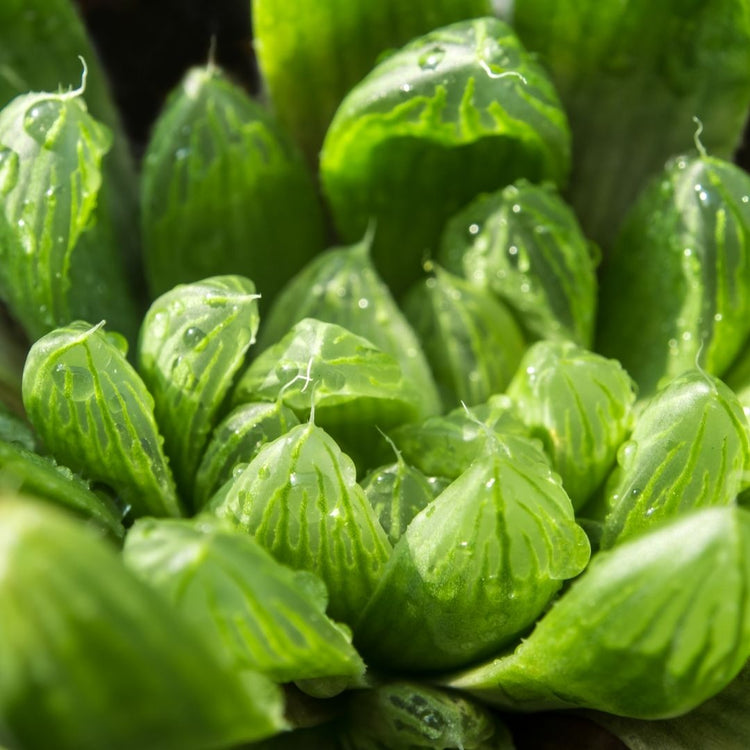 Haworthia Cooperi   Me 18 750x 