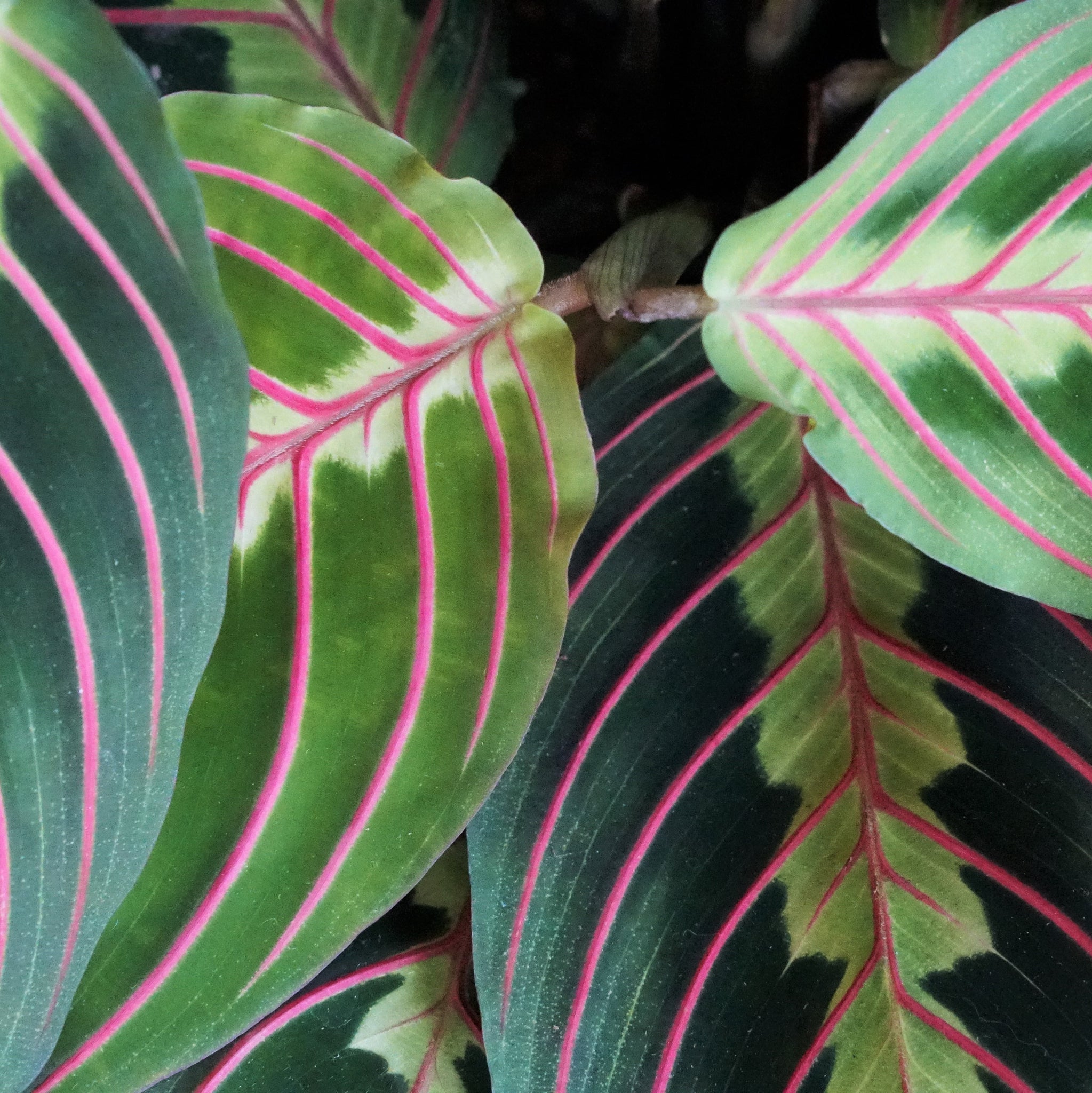 Prayer Plant (Maranta)- Plant Collective