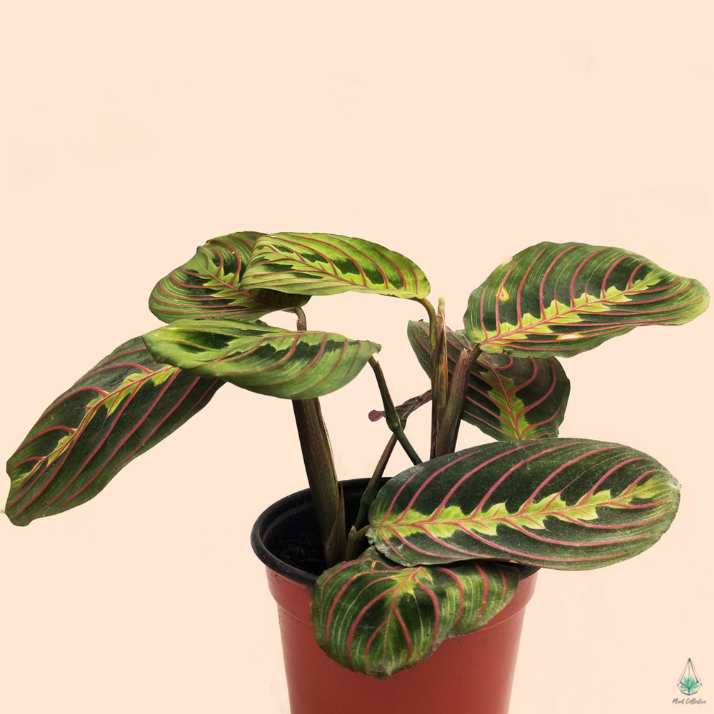 Prayer plant for sale near me Idea