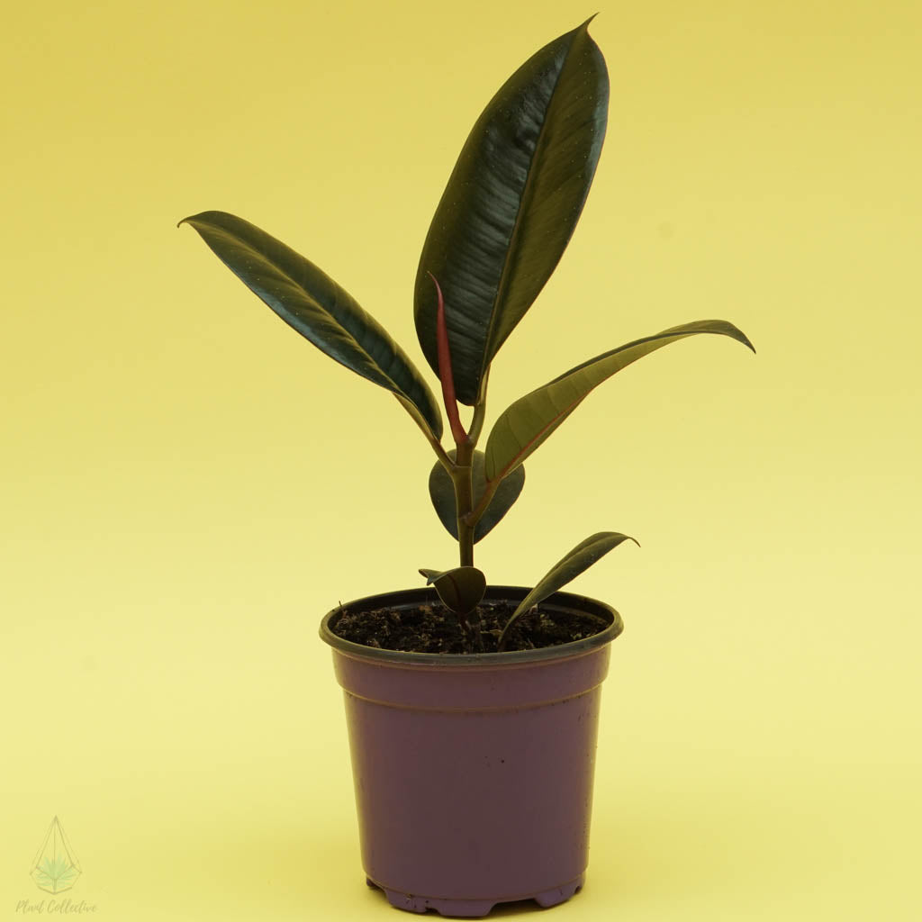Rubber Plant (Ficus Elastica)– Plant Collective
