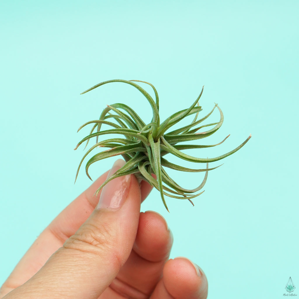 Tillandsia Miniata - Plant Collective product image