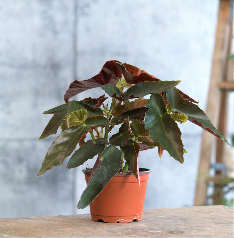 Angel Wing Begonia