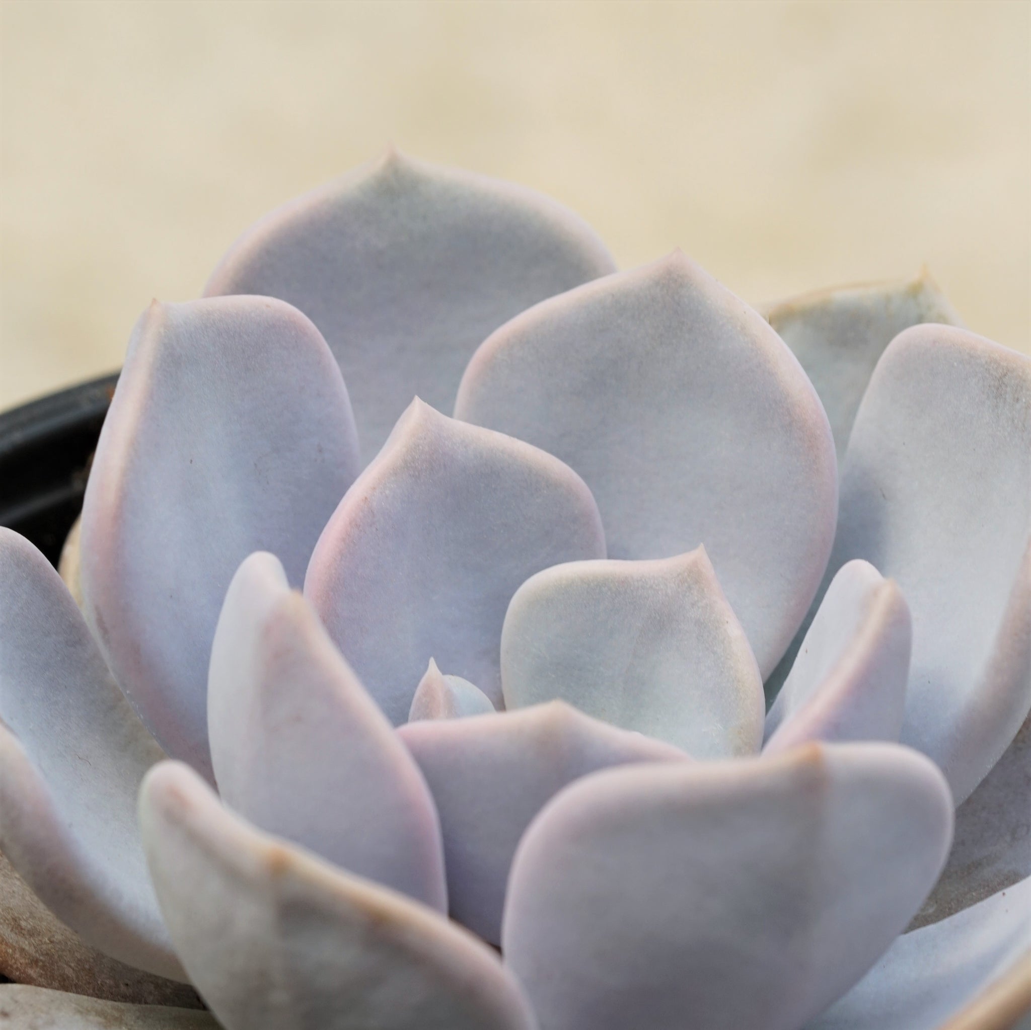 Echeveria Asante Sana– Plant Collective