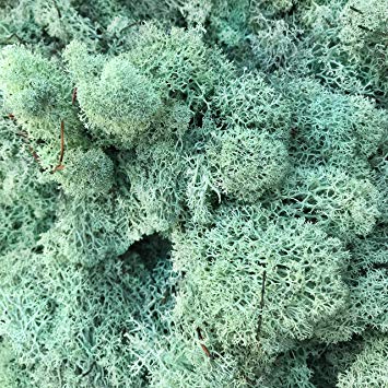 free download reindeer moss