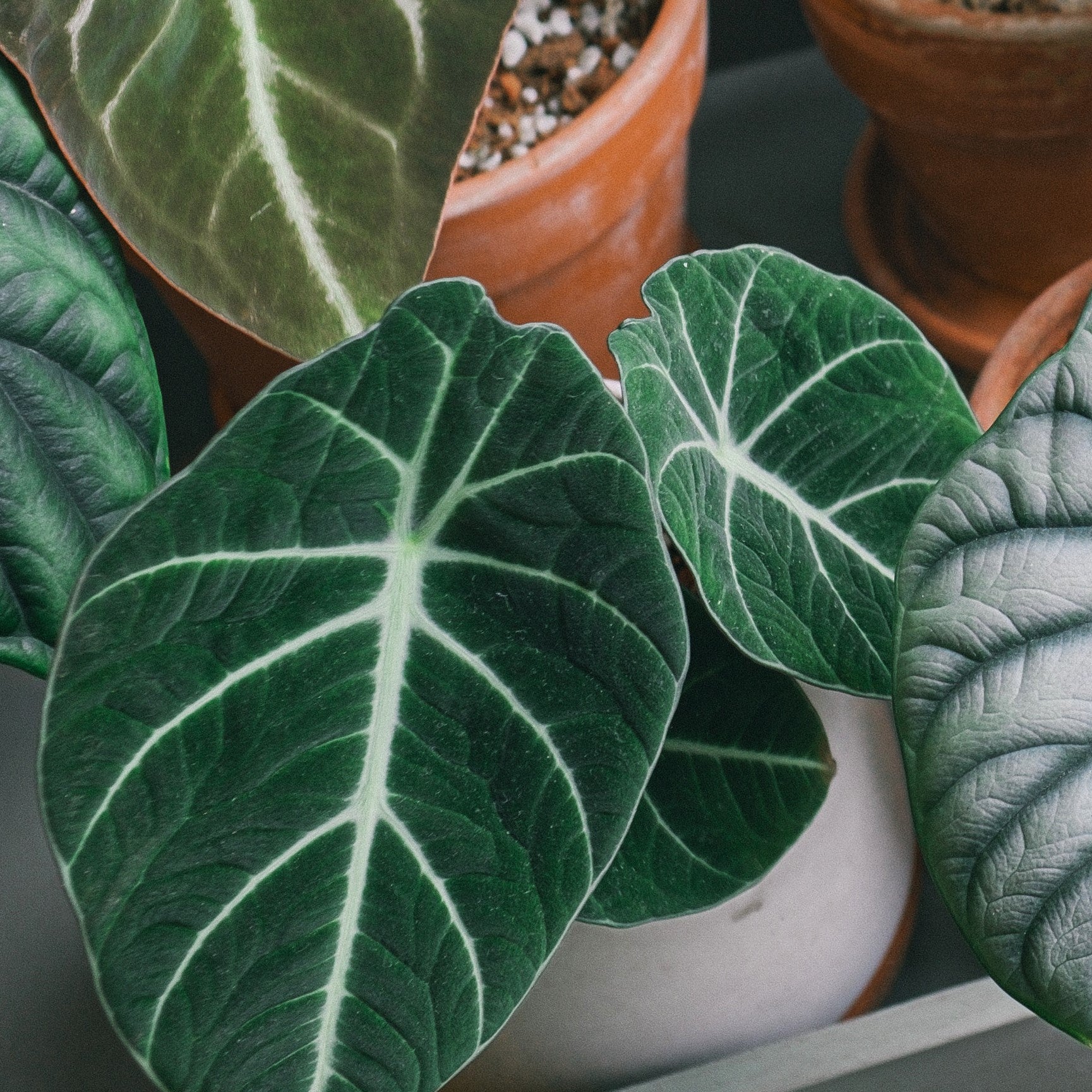 Alocasia Black Velvet