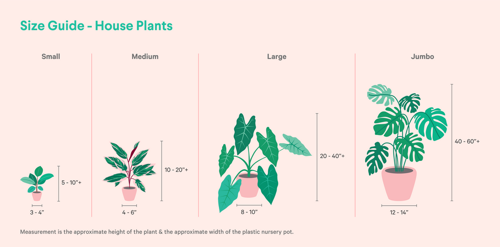 Cast Iron Plant– Plant Collective