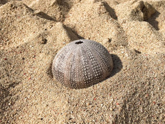 Sea Urchin Shell