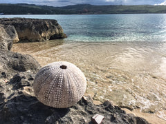 Sea Urchin Shell