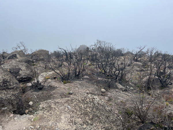 Desolate Landscape on Mount Kilimanjaro