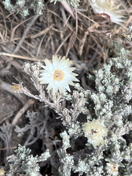 Paper Flowers