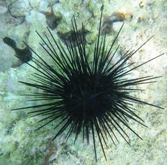 Live Sea Urchin