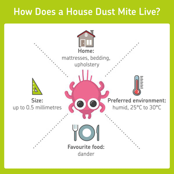 information about where a dust mite lives