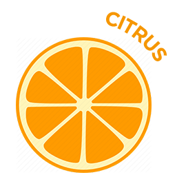 citrus scent icon