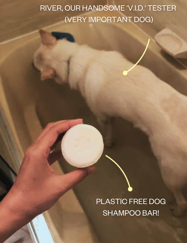 dog shampoo bar