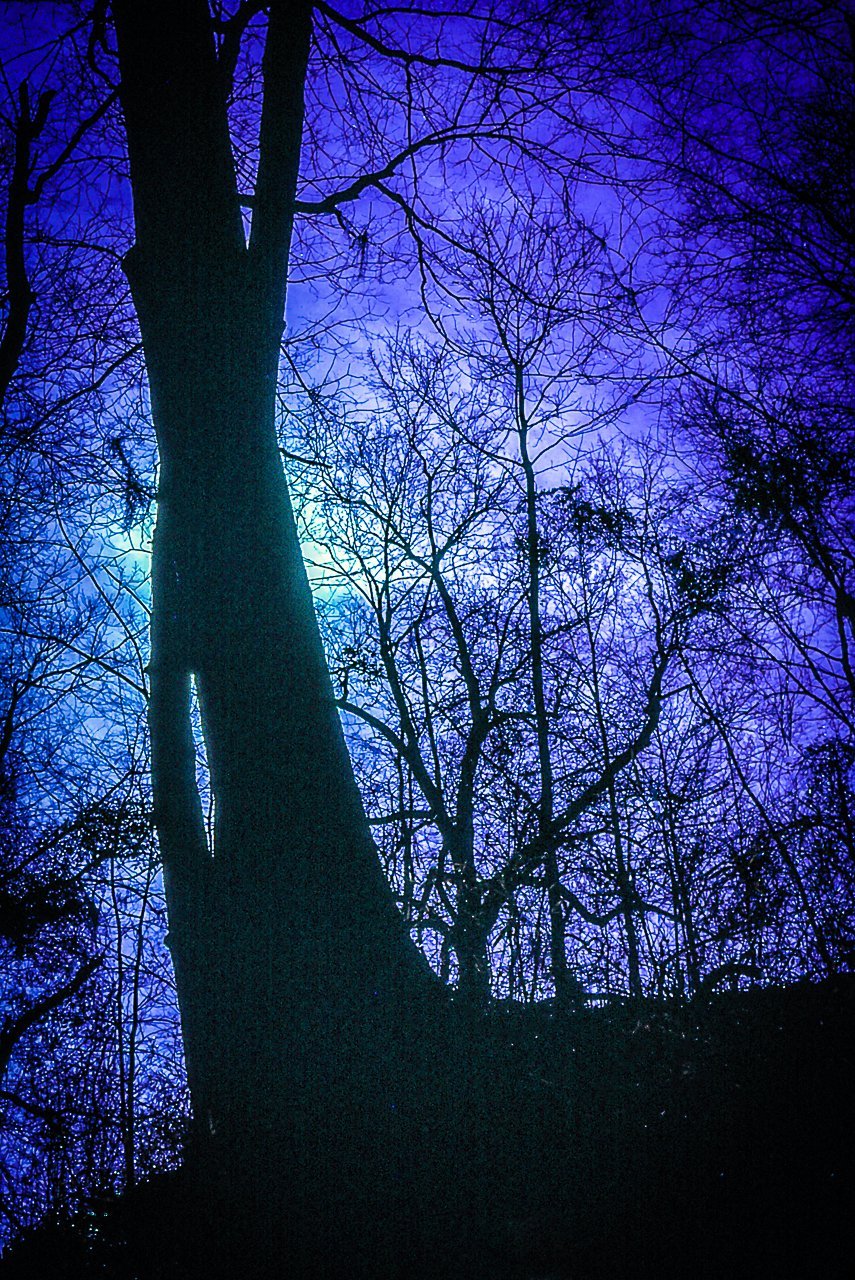 Tree Silhouette2
