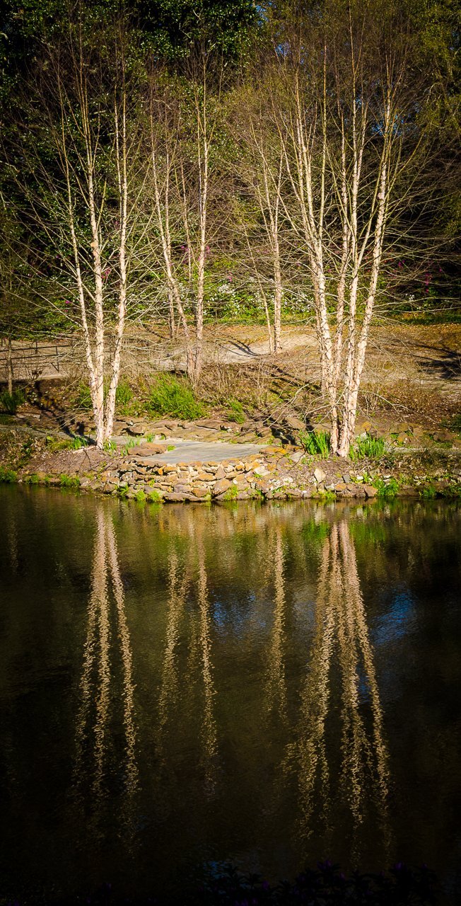 Trees Mirrored
