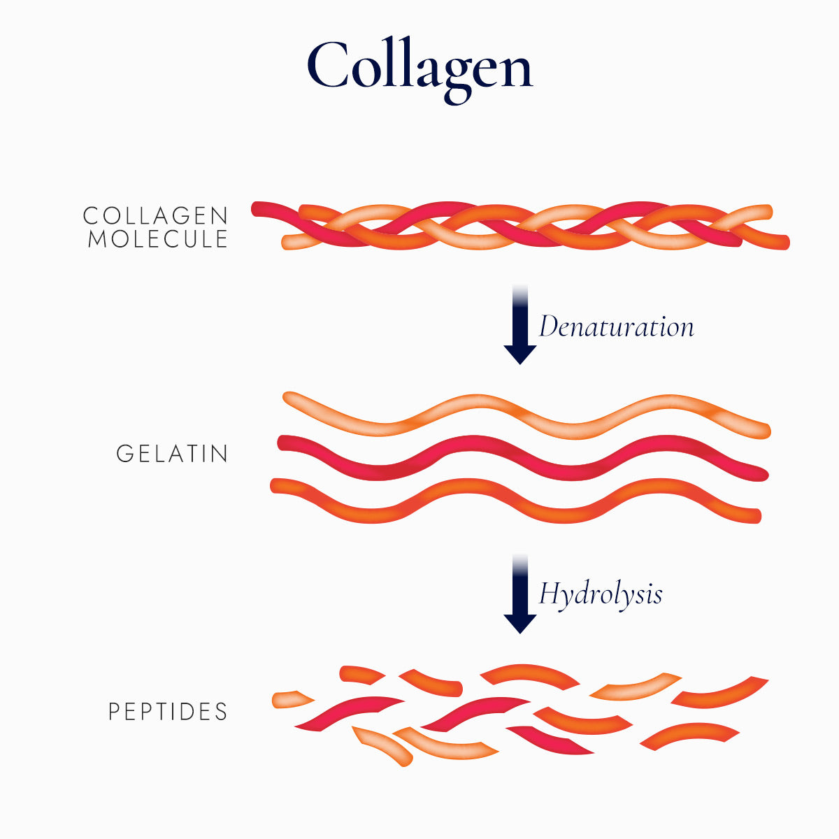 Collagen molecule structure