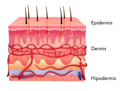 Skin layers - epidermis, dermis and hipodermis