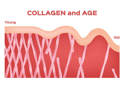 The effect of aging on the collagen structure and skin health