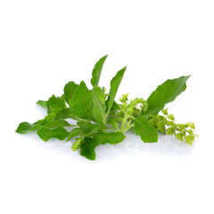 Holy Basil Ayurvedic Herbs Direct