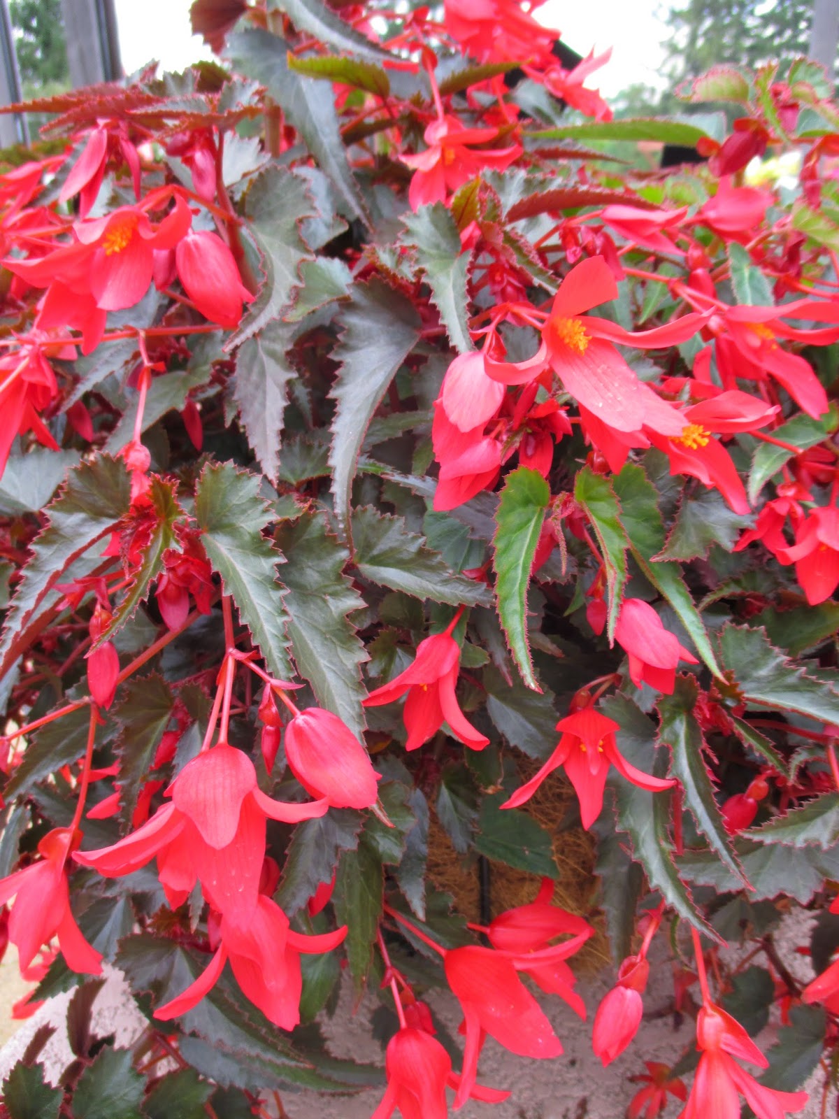 BEGONIA BOLIVIENSIS WATERFALL ENCANTO 'RED' – Horlings Plants