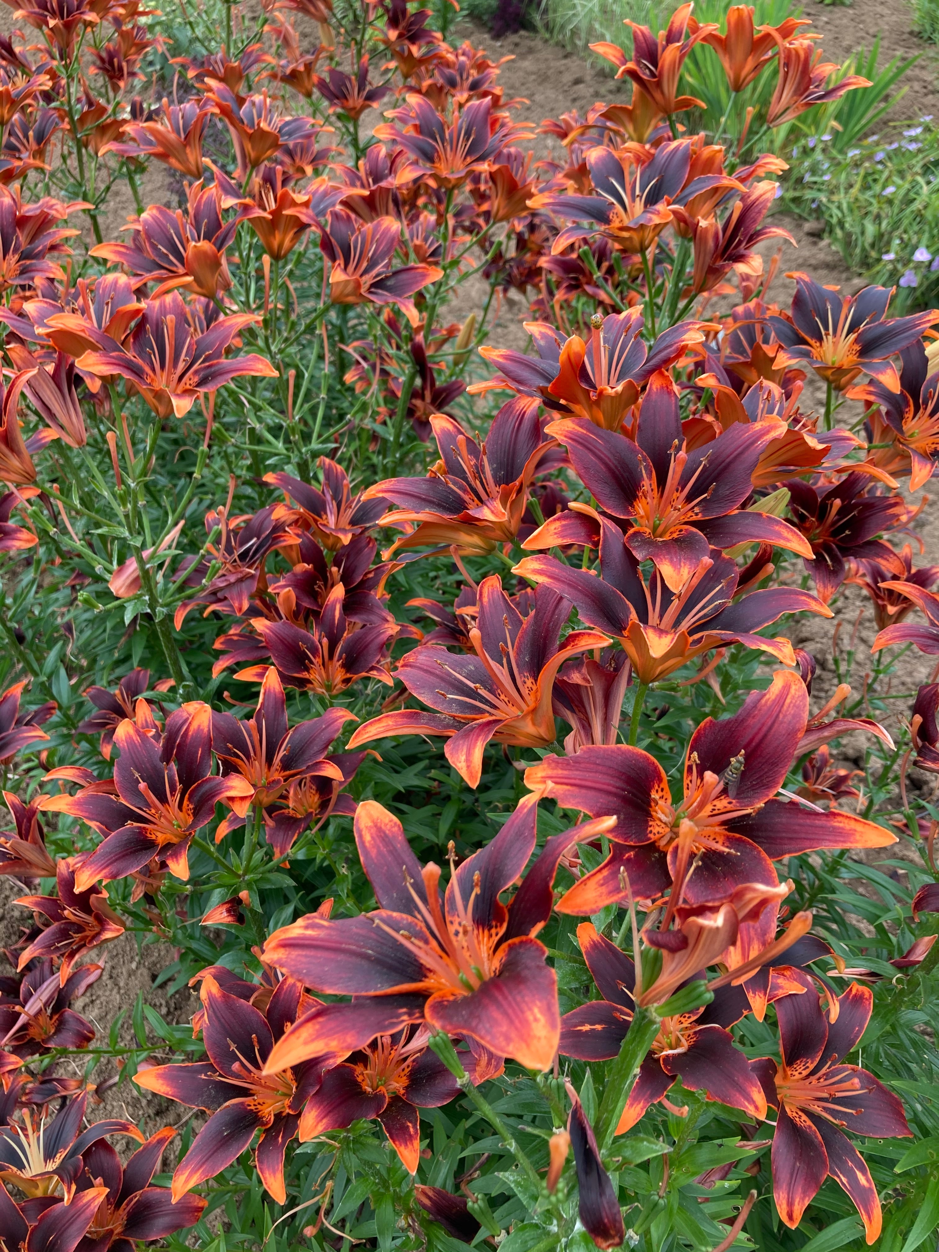Asiatic Lily Forever Susan Horlings Plants