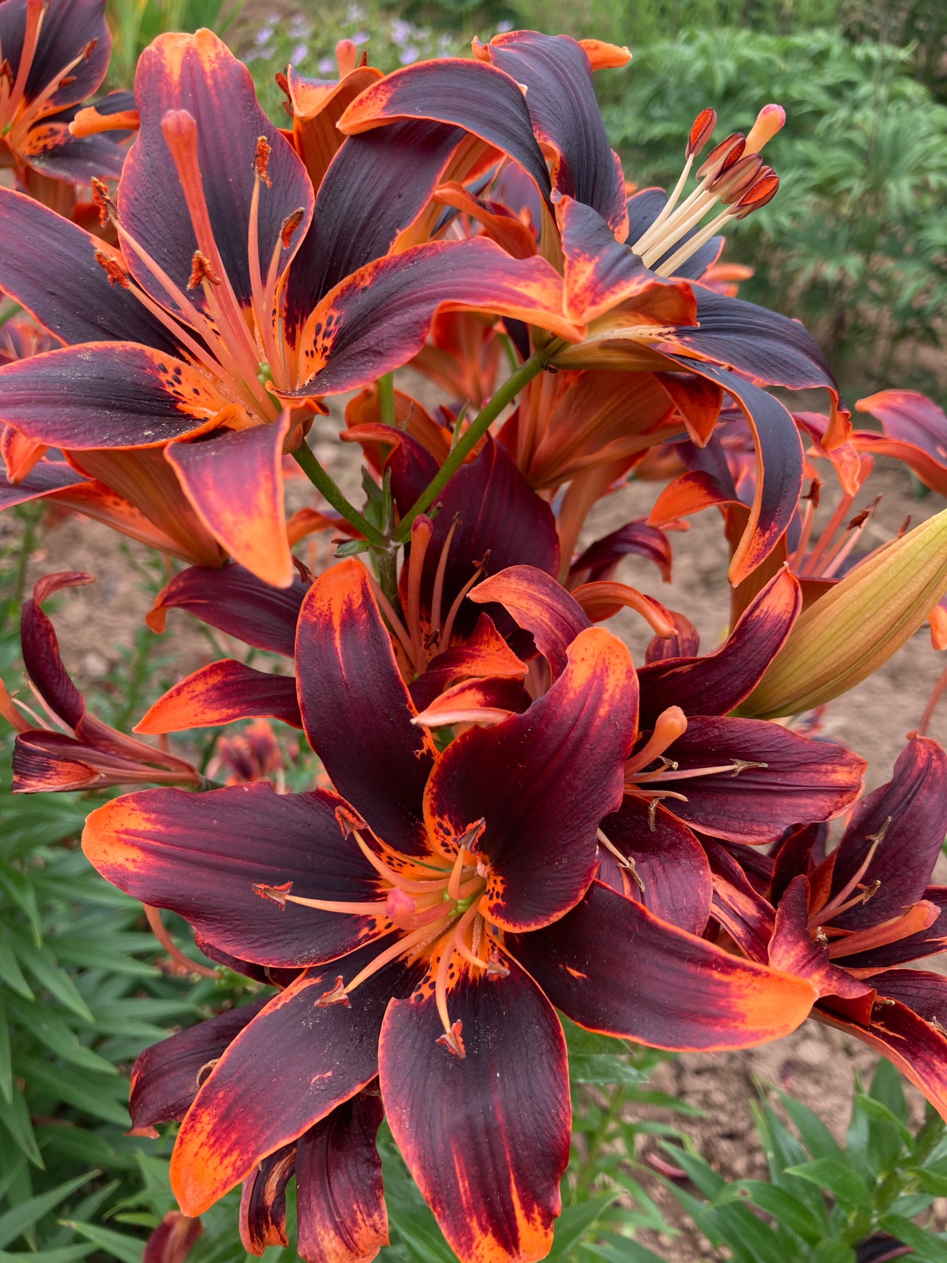 Asiatic Lily Forever Susan Horlings Plants