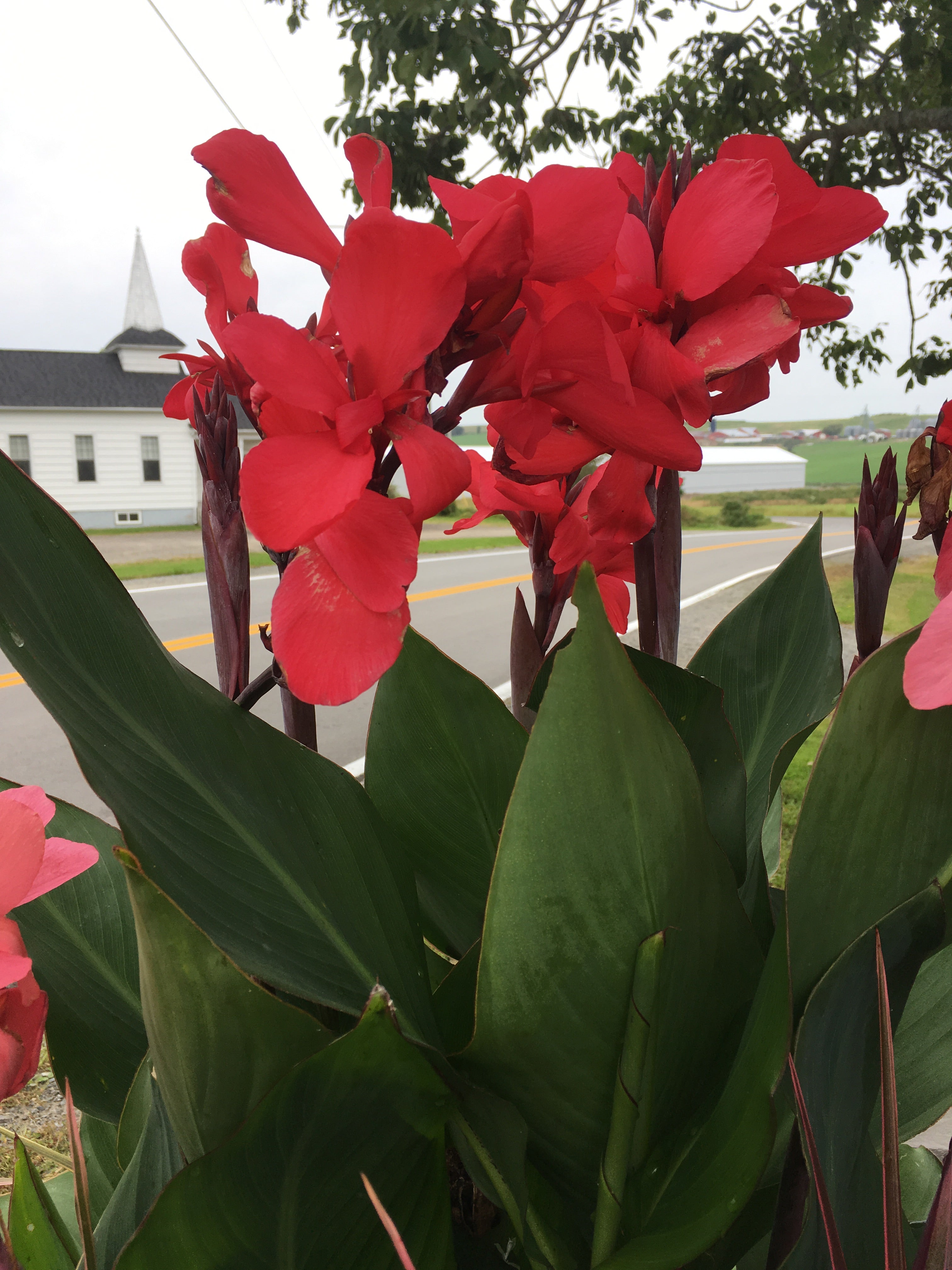 CANNA 'CANNOVA ROSE'