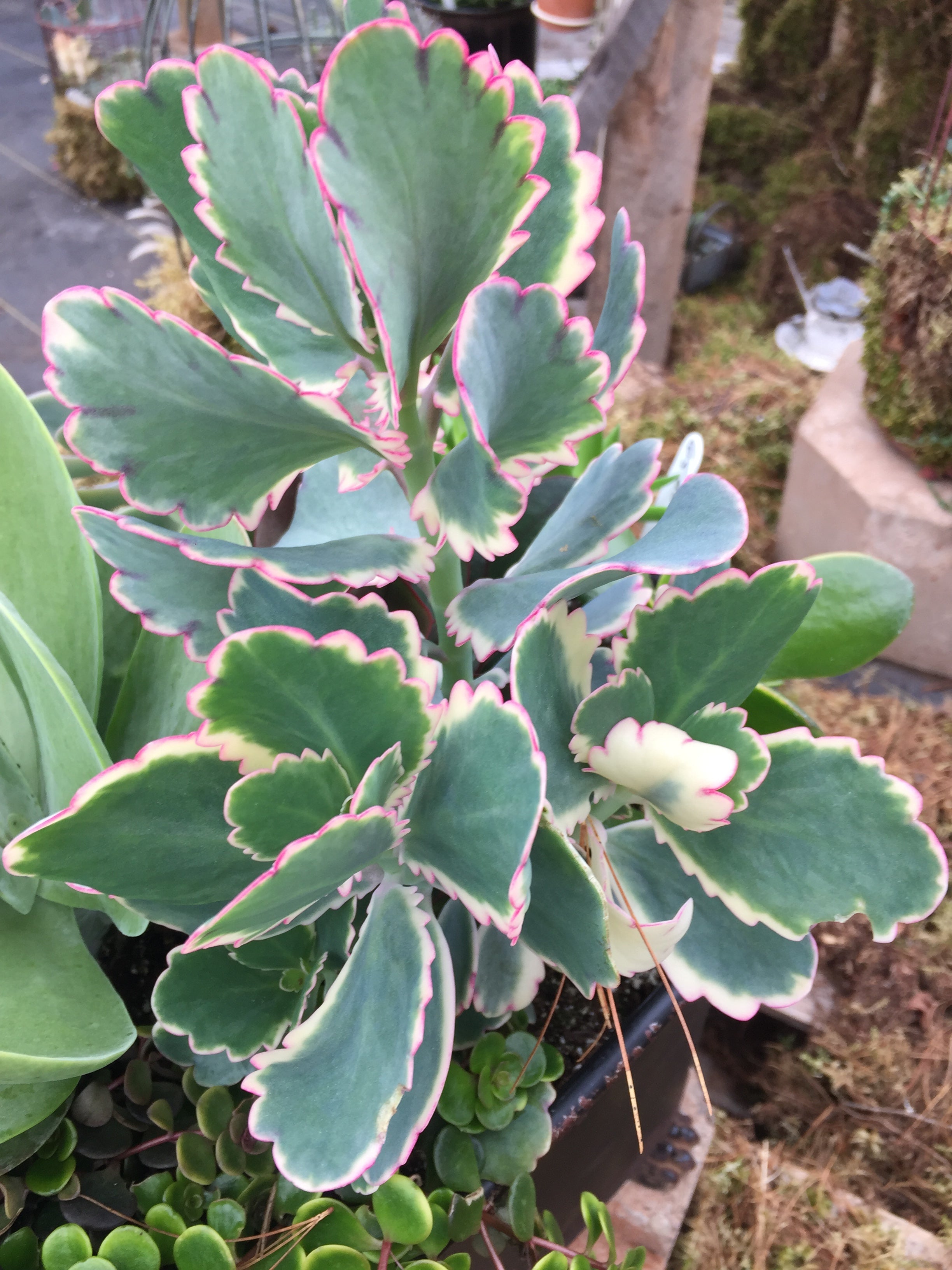 Succulent Kalanchoe Fedtschenkoi Horlings Plants