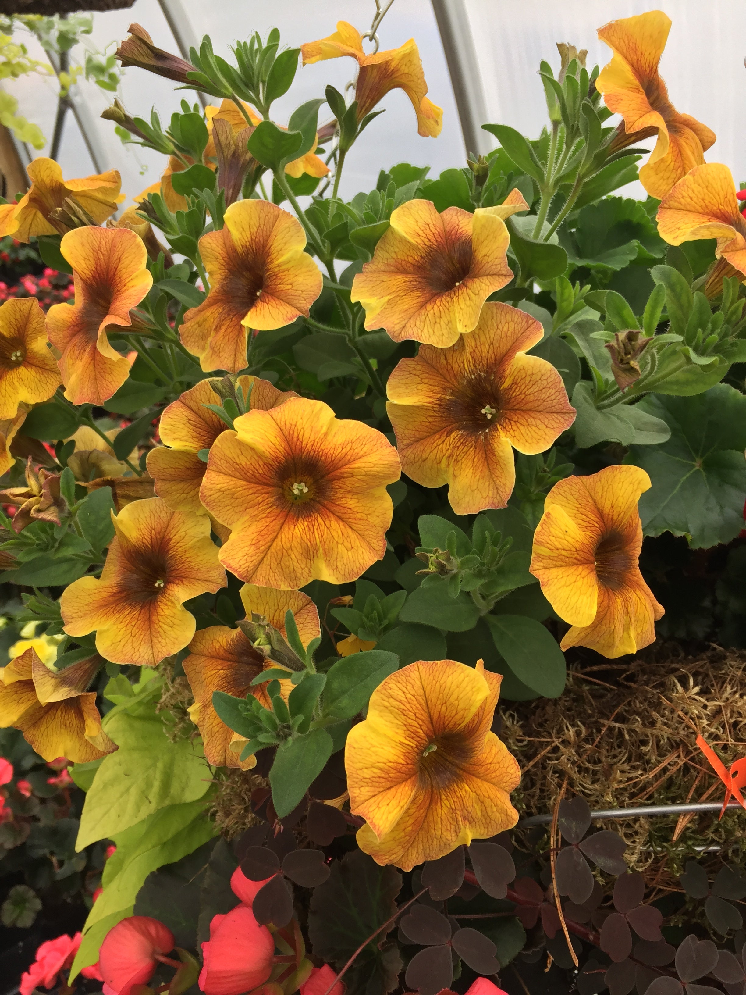 petunia supercal caramel yellow