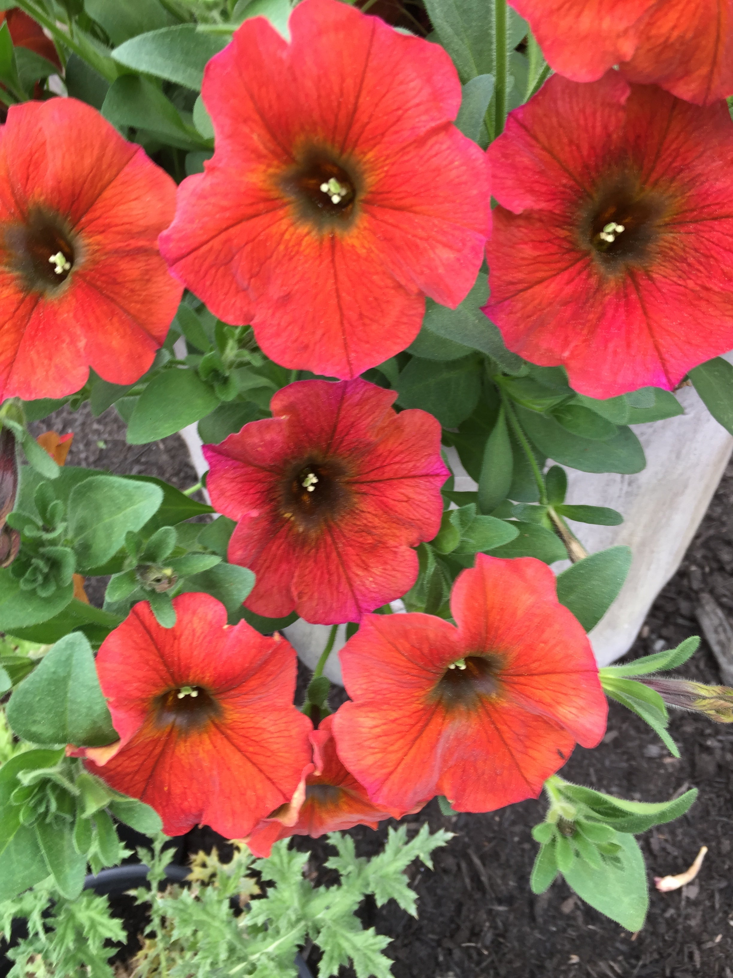 supercal petunia cinnamon