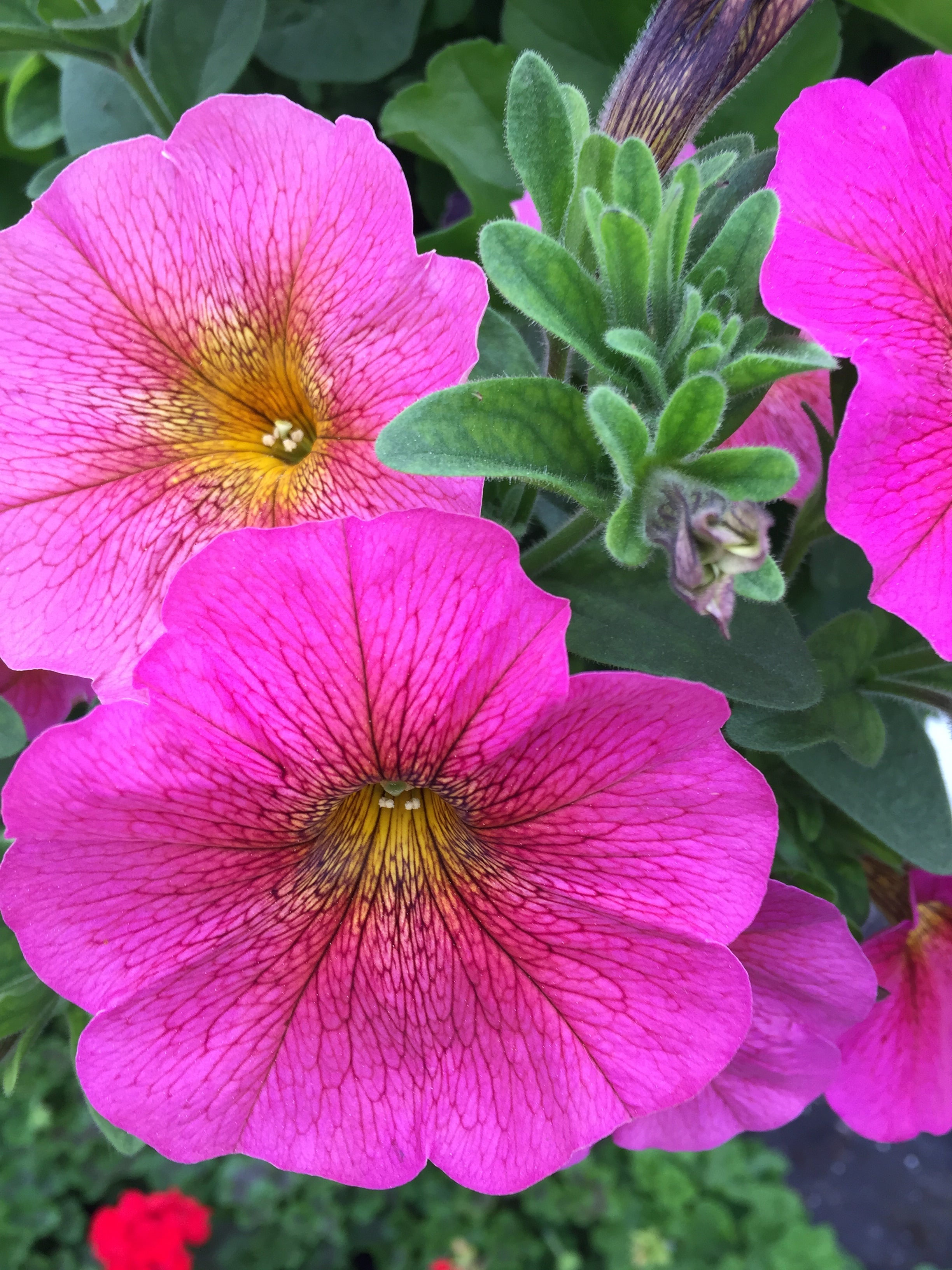 supercal petchoa petunia x calibrachoa in hanging basket