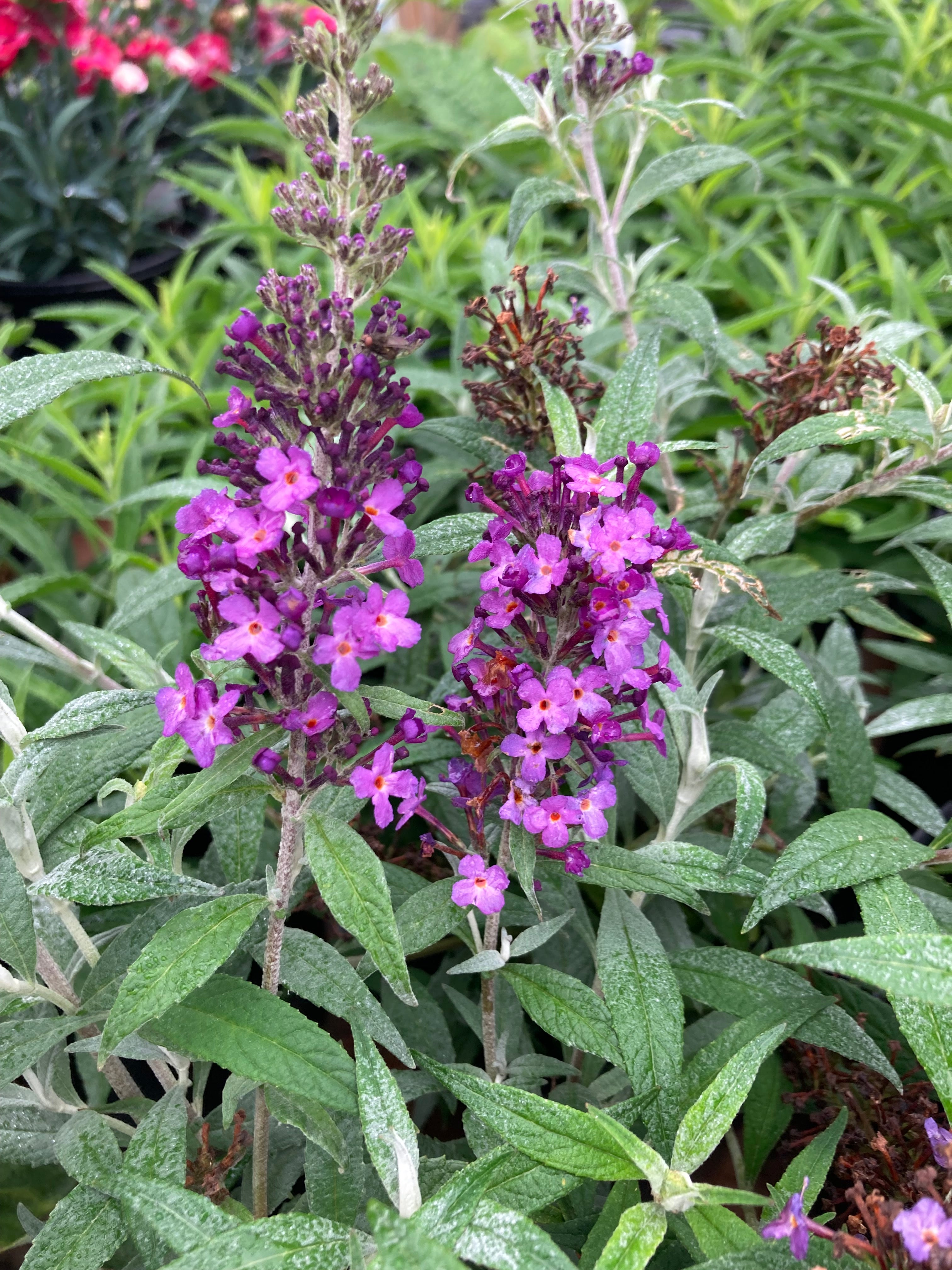 Buddleia Mariposa Blue Horlings Plants