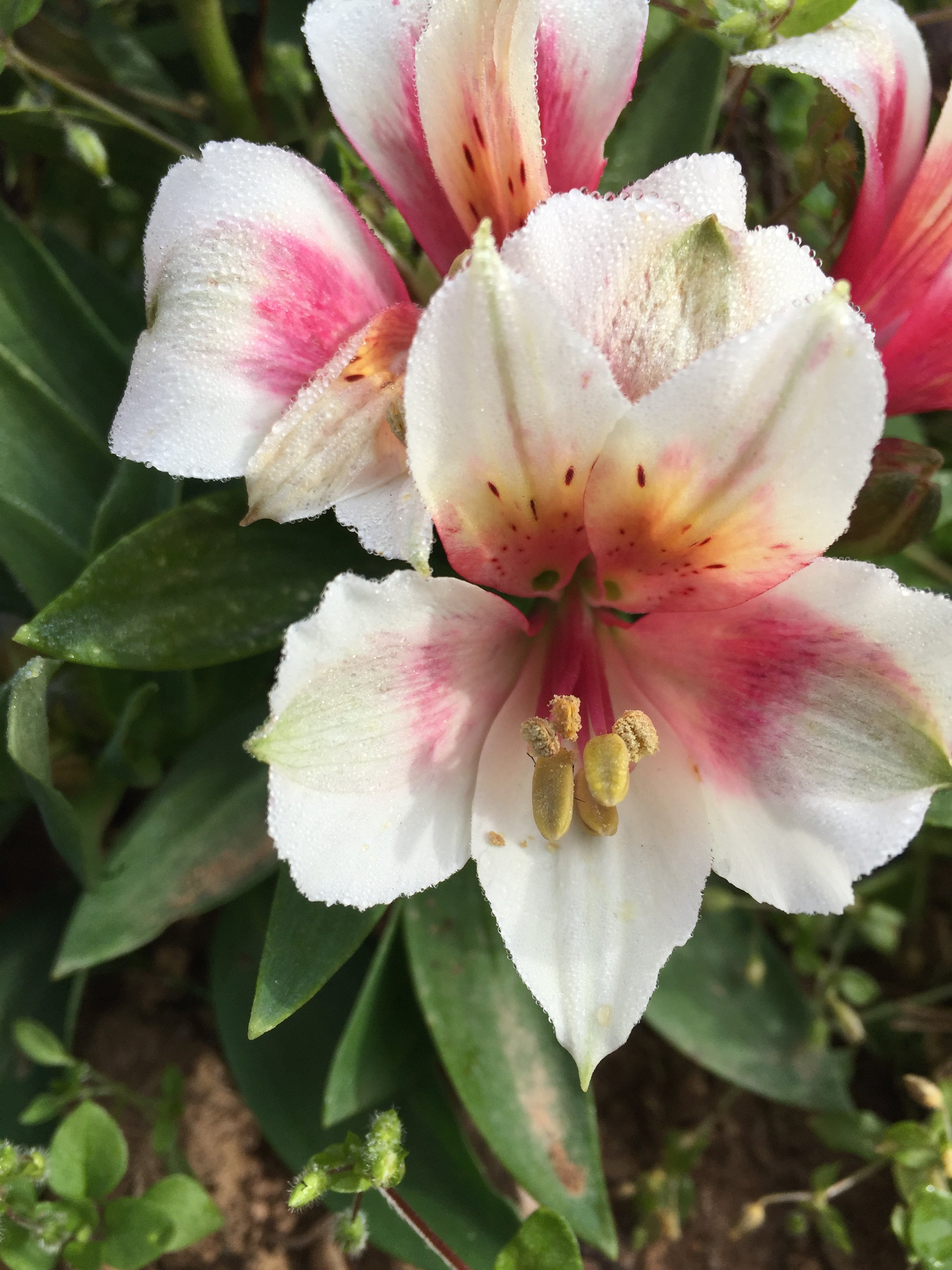 alstroemeria