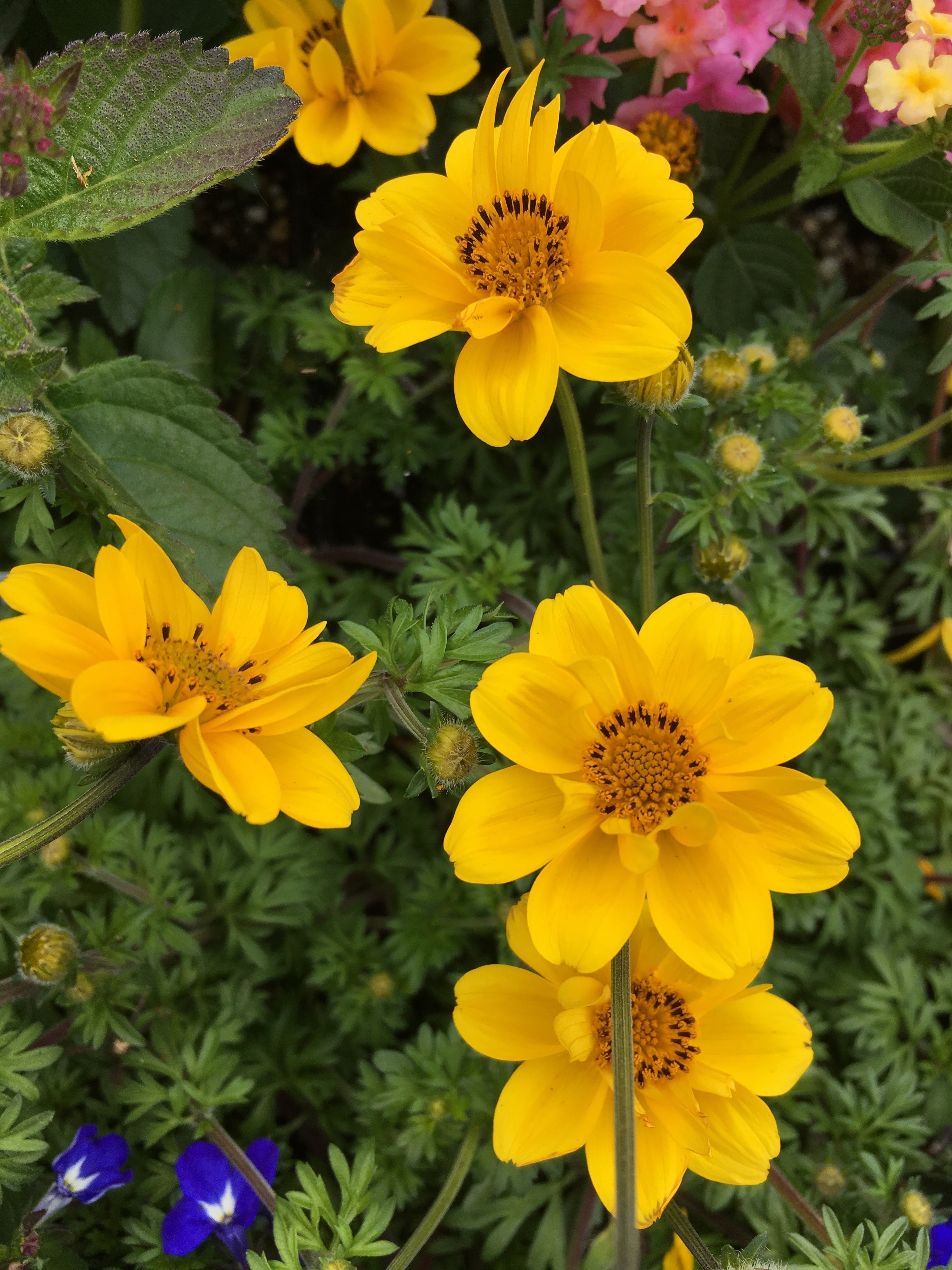 bidens goldilocks rocks